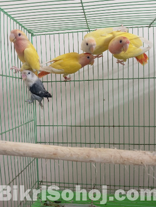 Lovebirds
